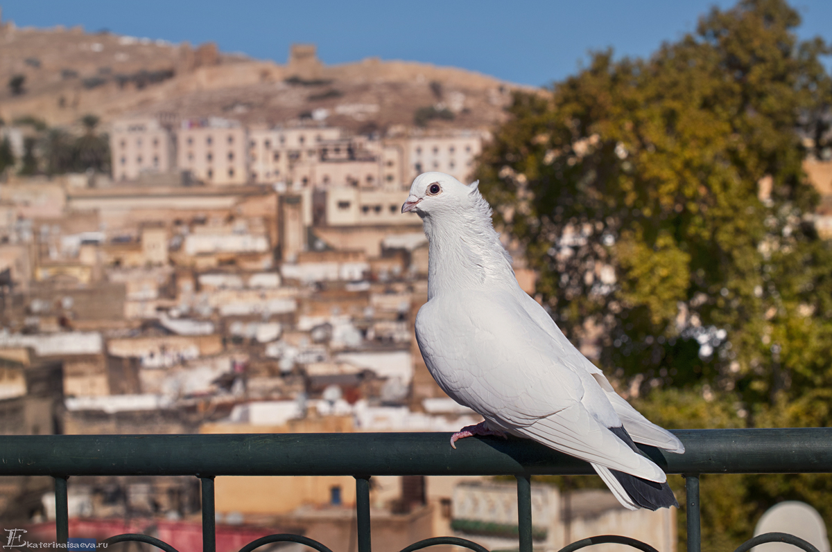 Голбука на балконе в Фесе Марокко